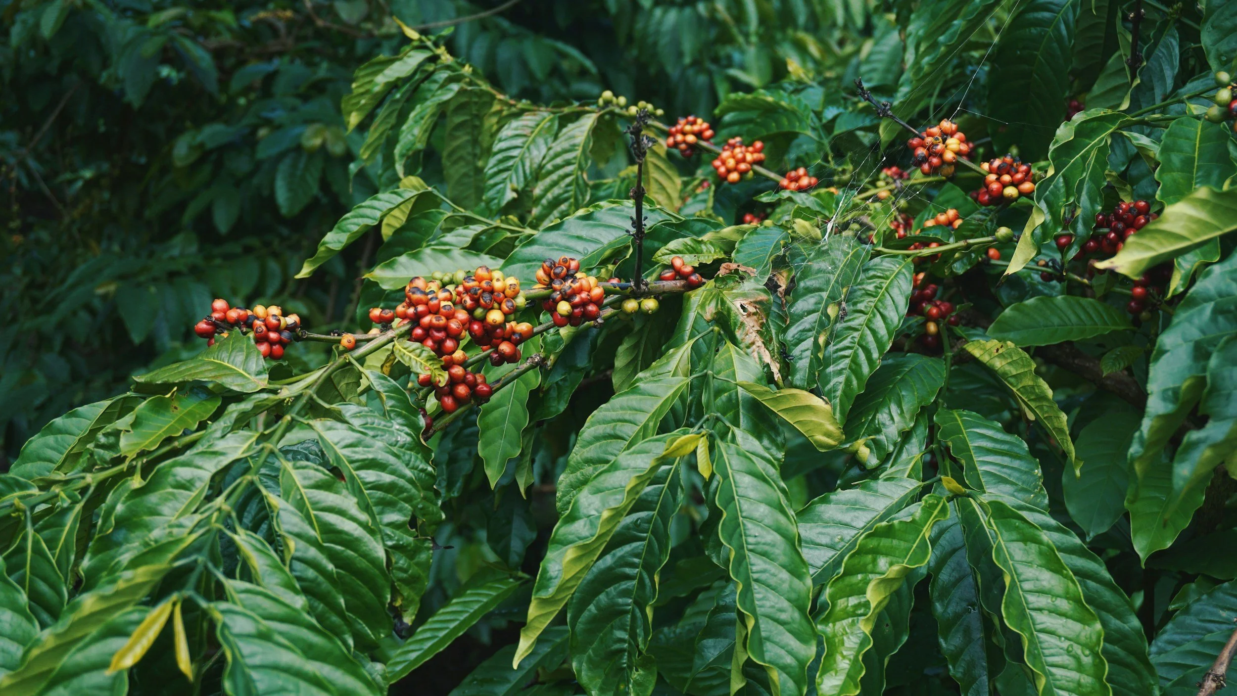 Descubriendo los encantos ocultos de la Ruta del Café en Colombia