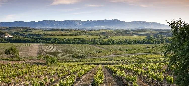 Bodegas Riojanas: tradición, excelencia y talento español